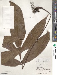 Tectaria harlandii image