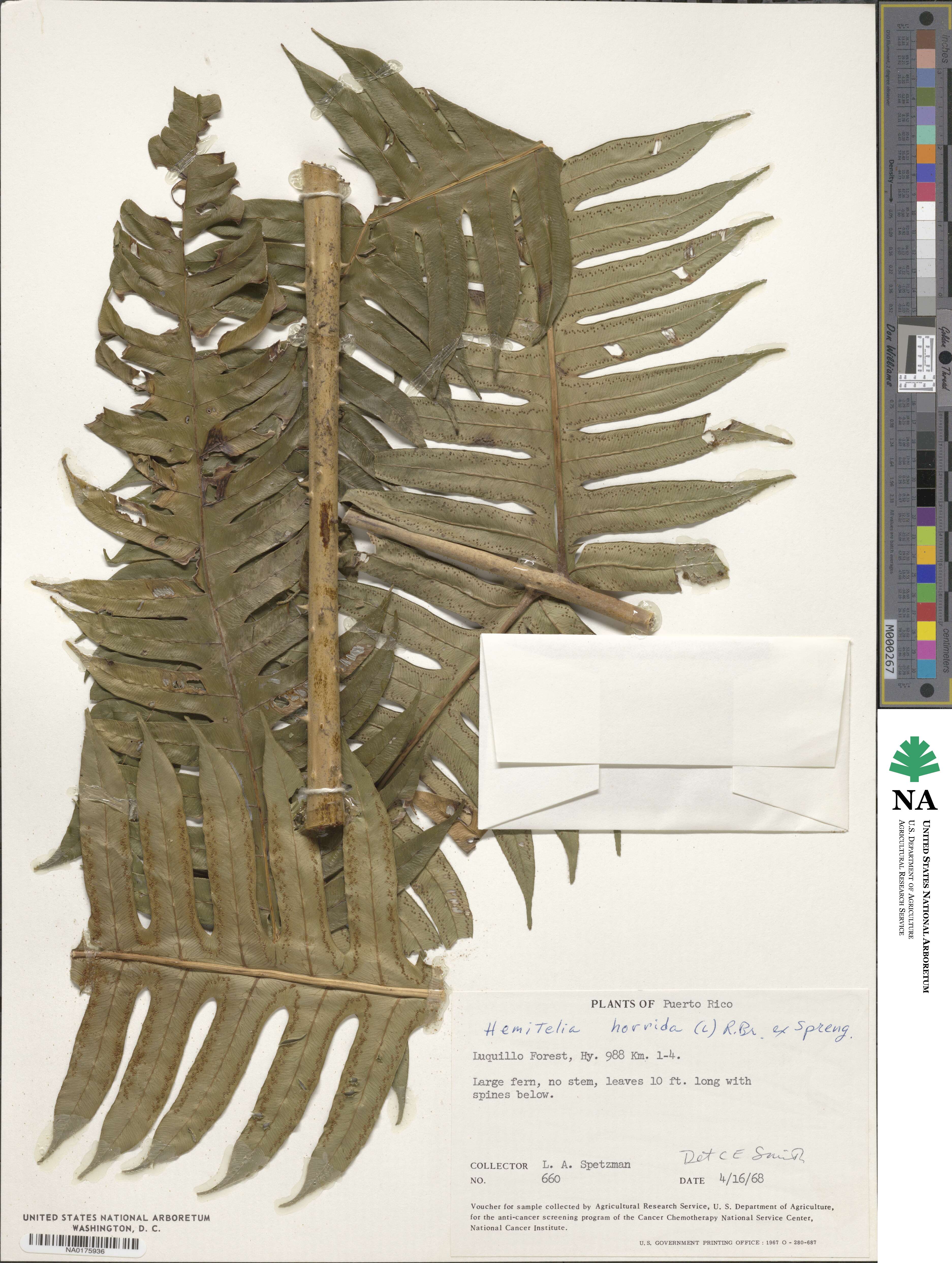 Cyathea horrida image