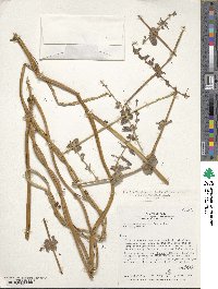 Histiopteris incisa image