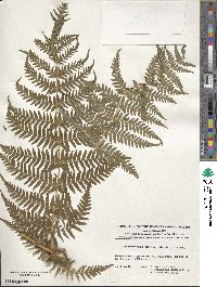 Histiopteris incisa image