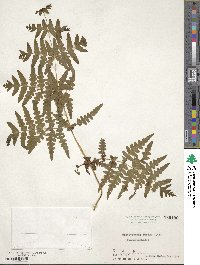 Histiopteris incisa image