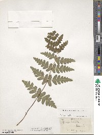 Histiopteris incisa image