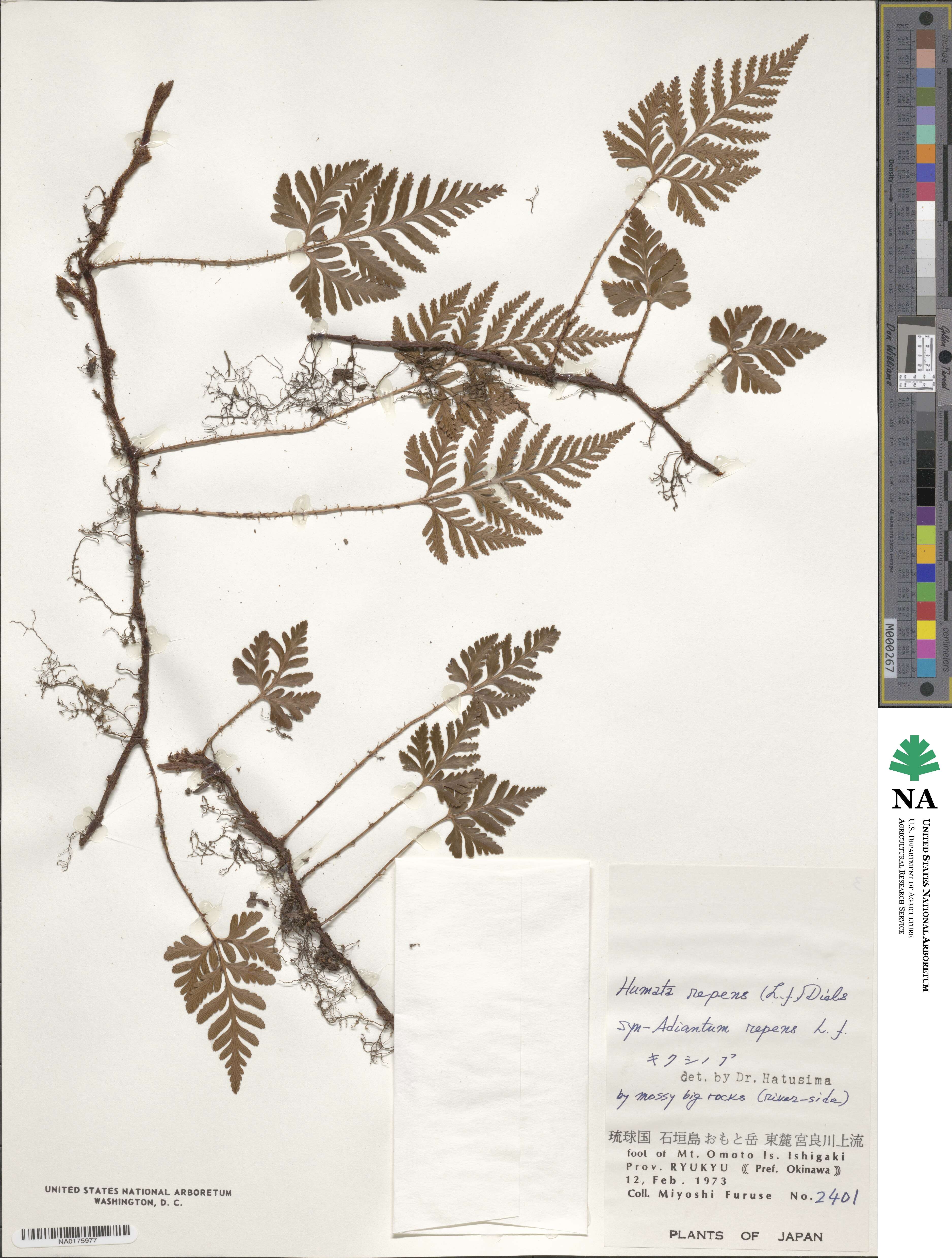 Davallia repens image