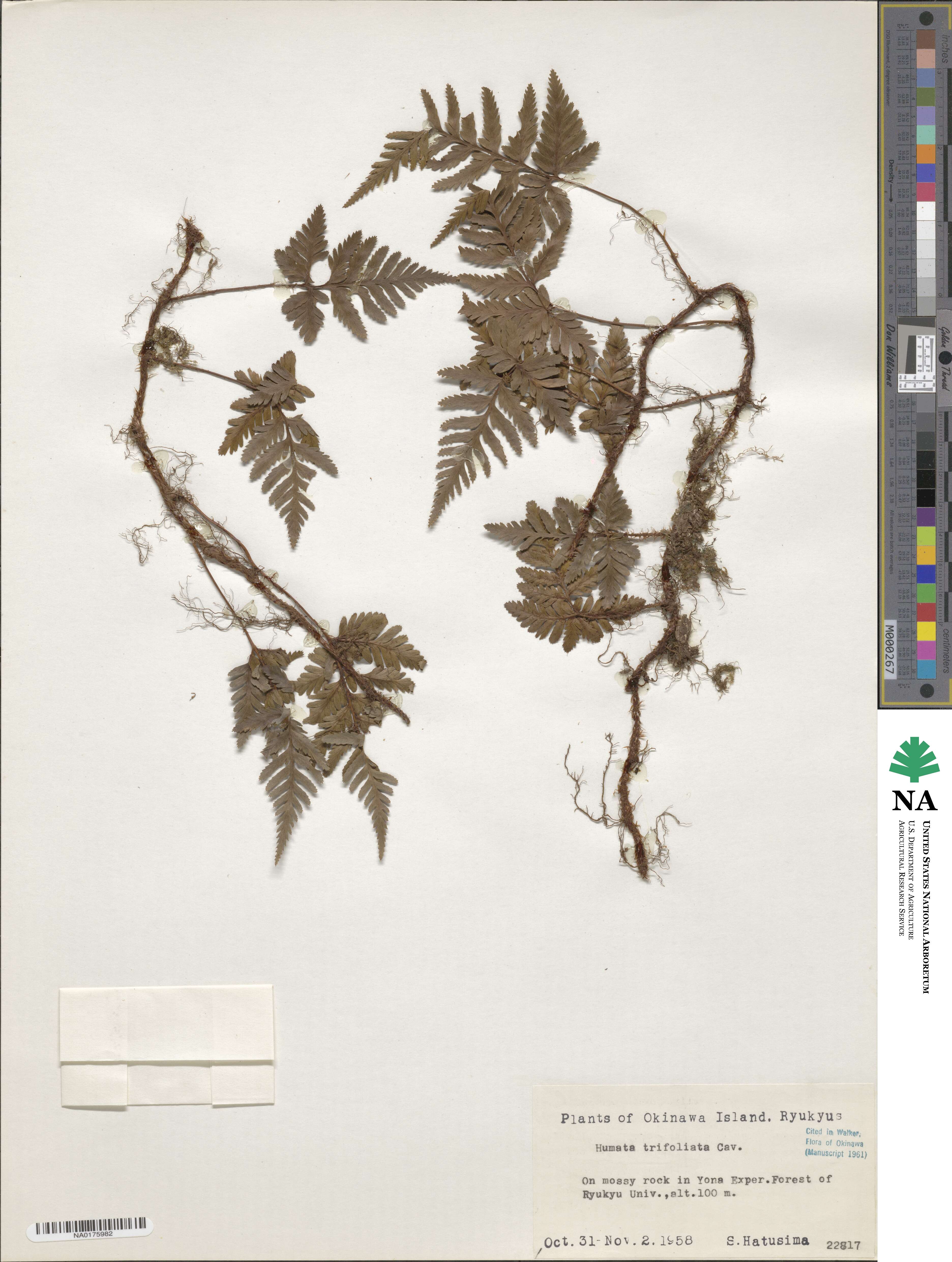 Davallia cumingii image