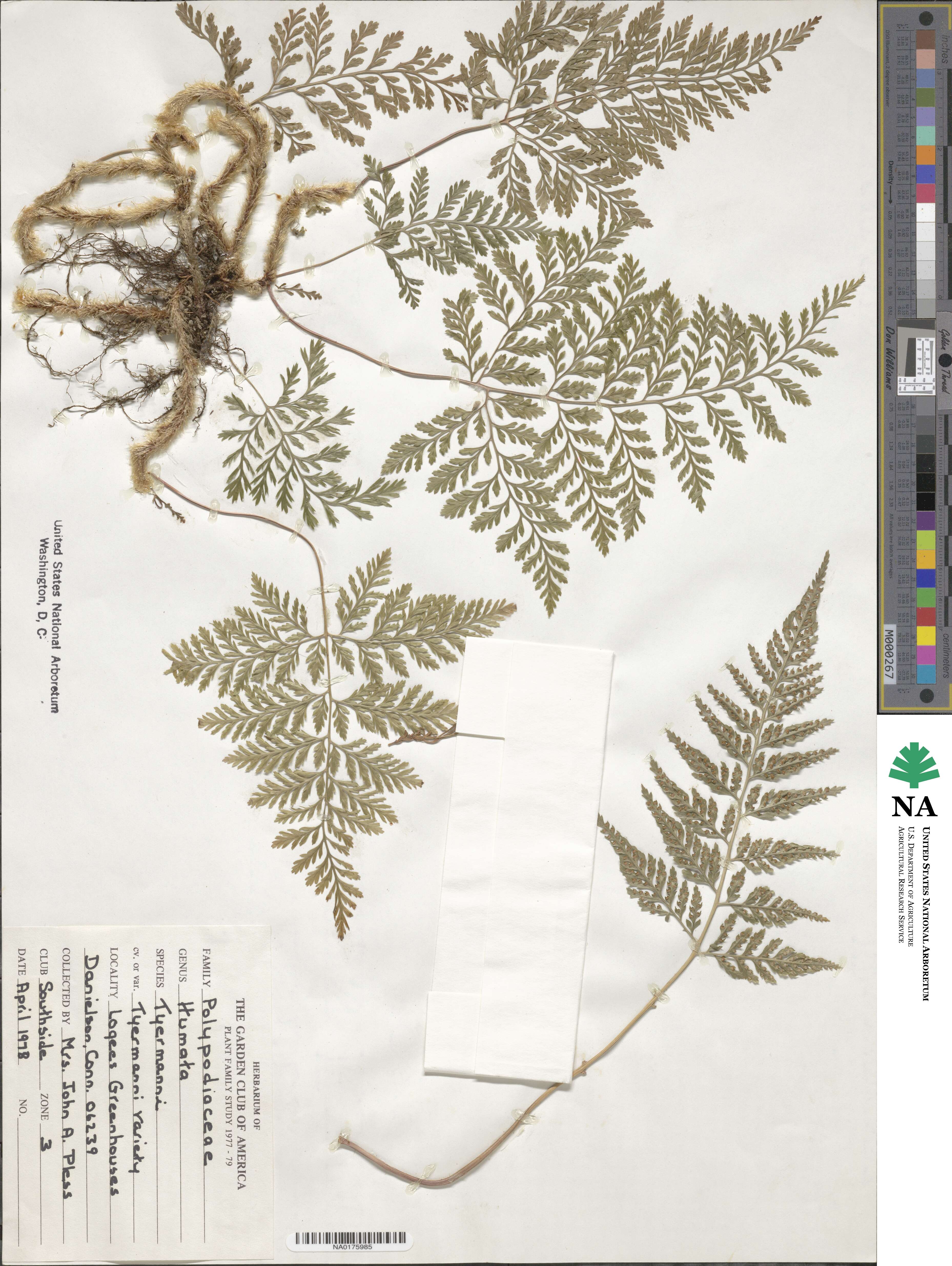 Davallia tyermannii image