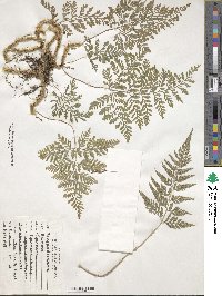 Davallia tyermannii image