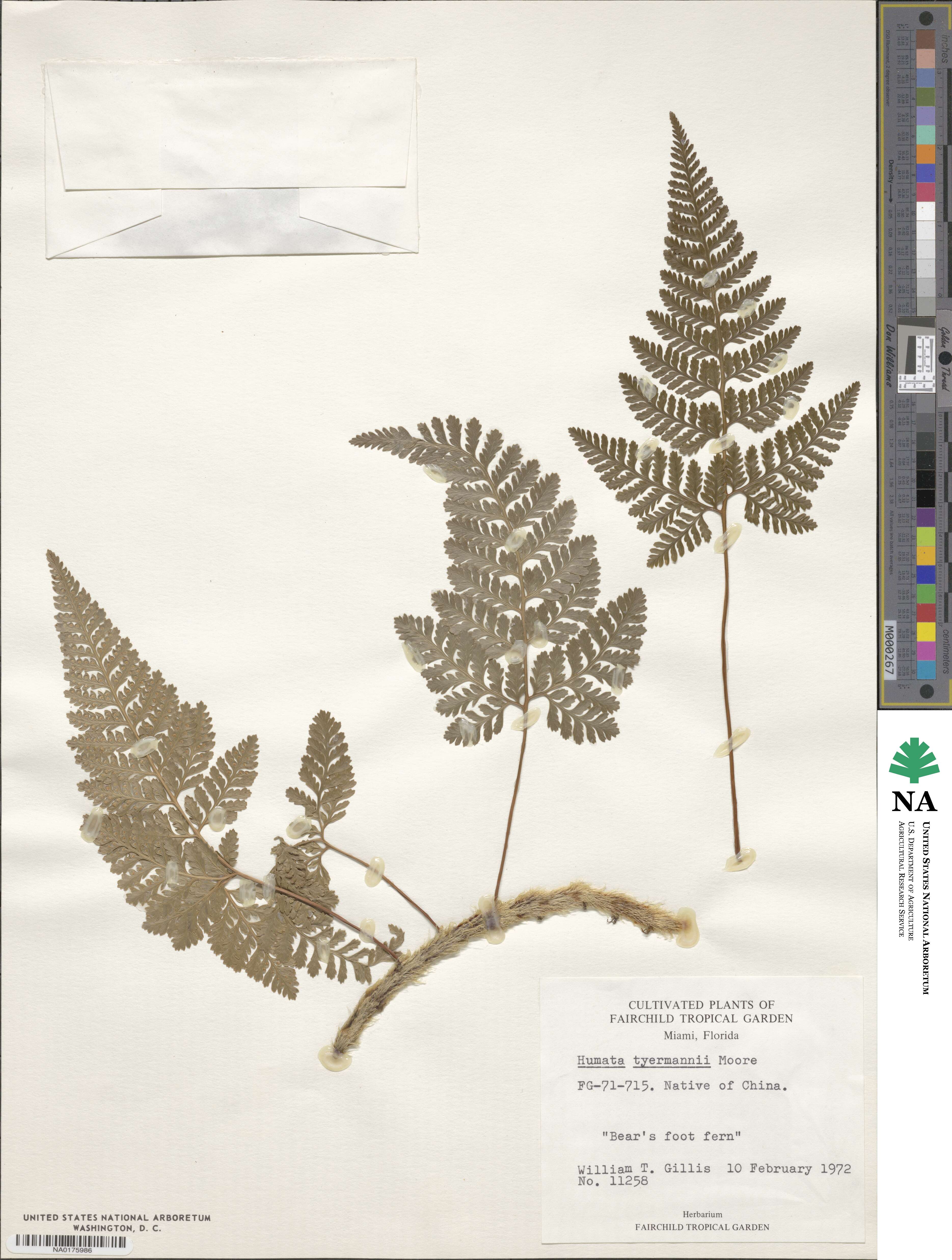Davallia tyermannii image