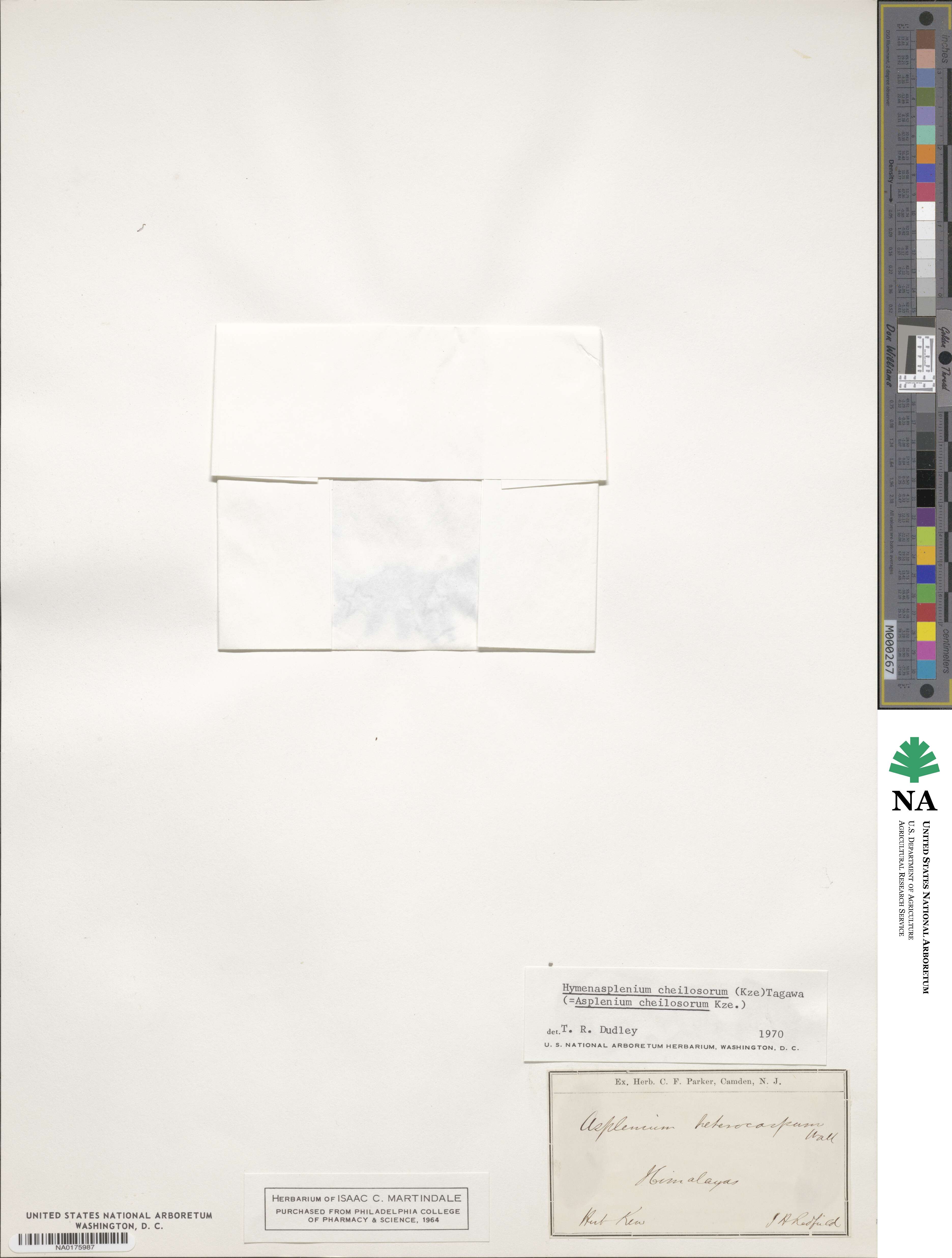 Hymenasplenium cheilosorum image