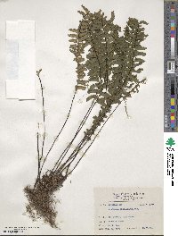 Hymenasplenium cheilosorum image