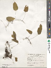 Hymenophyllum cruentum image