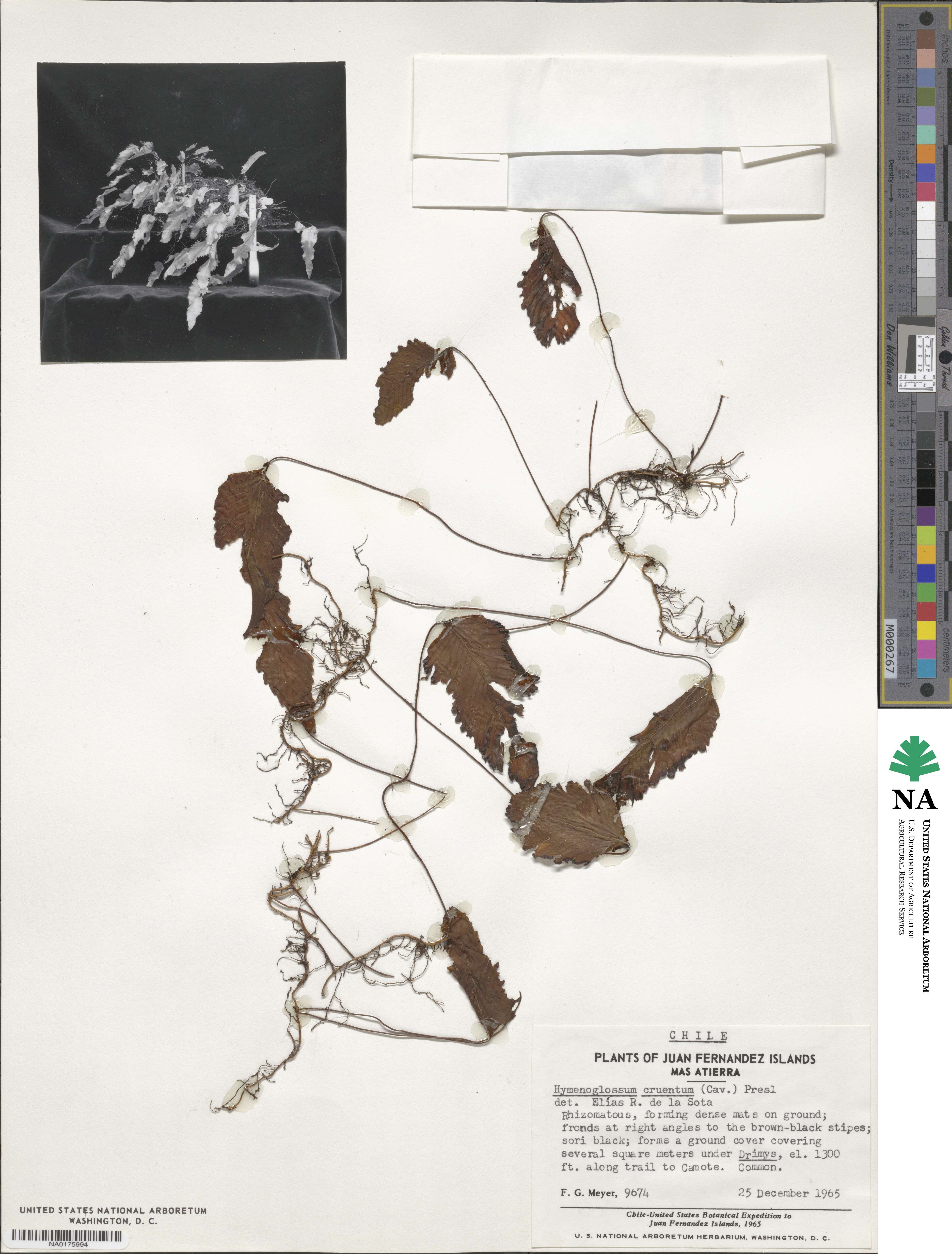 Hymenophyllum cruentum image