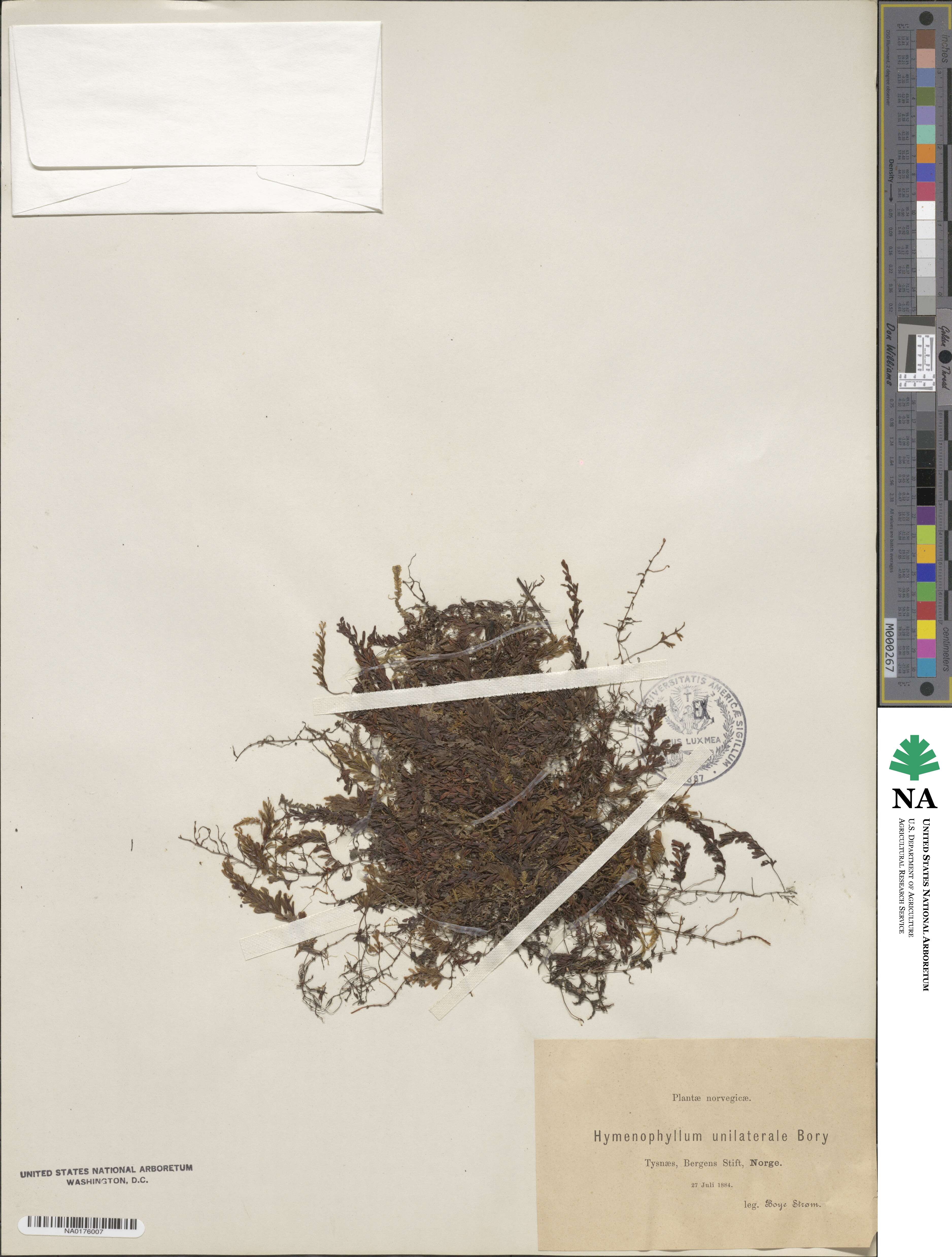 Hymenophyllum peltatum image