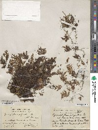 Hymenophyllum polyanthos image