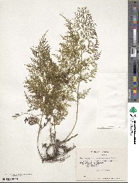 Image of Hymenophyllum caudiculatum