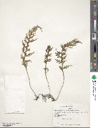 Hymenophyllum caudiculatum image