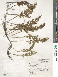 Hymenophyllum cuneatum image