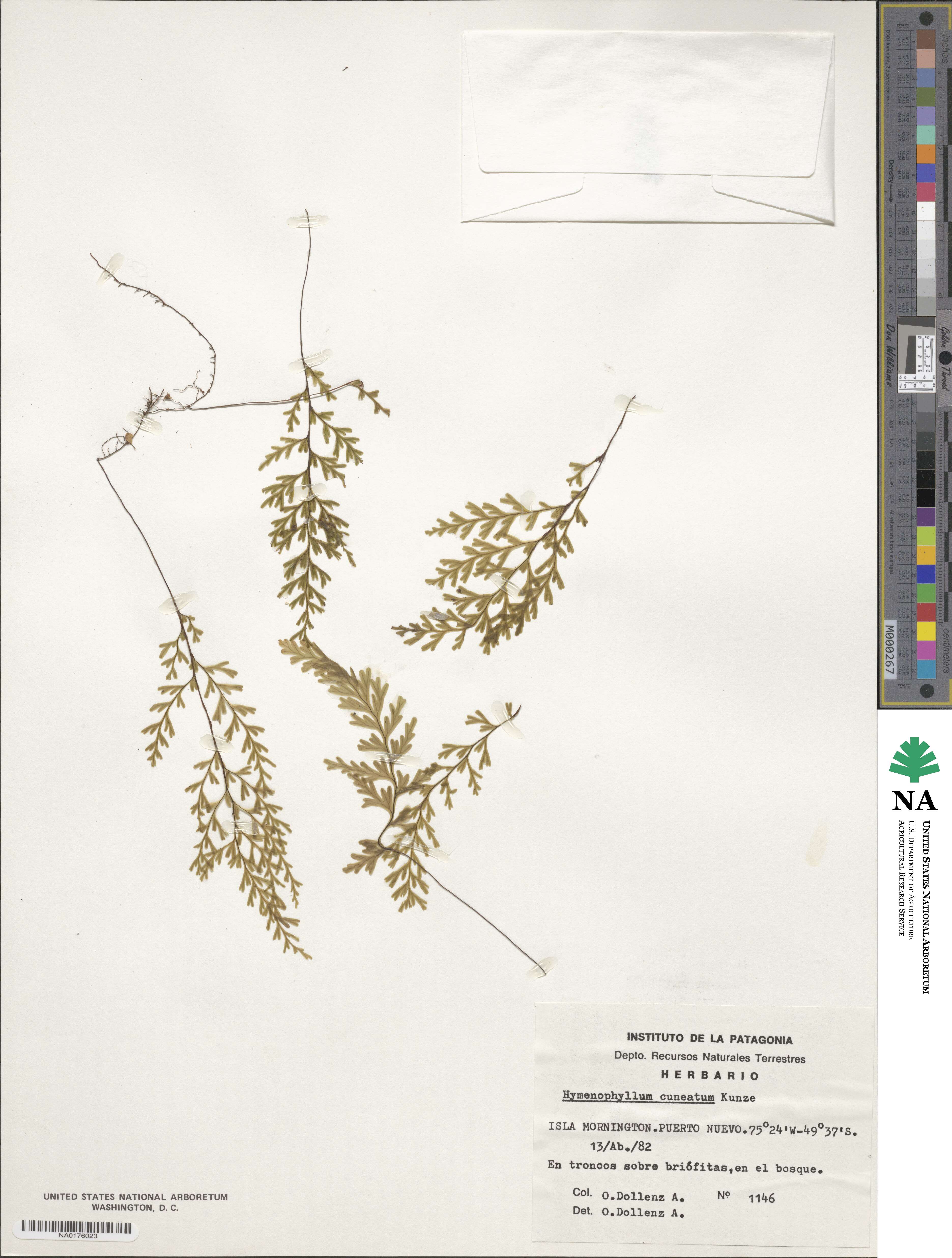 Hymenophyllum cuneatum image