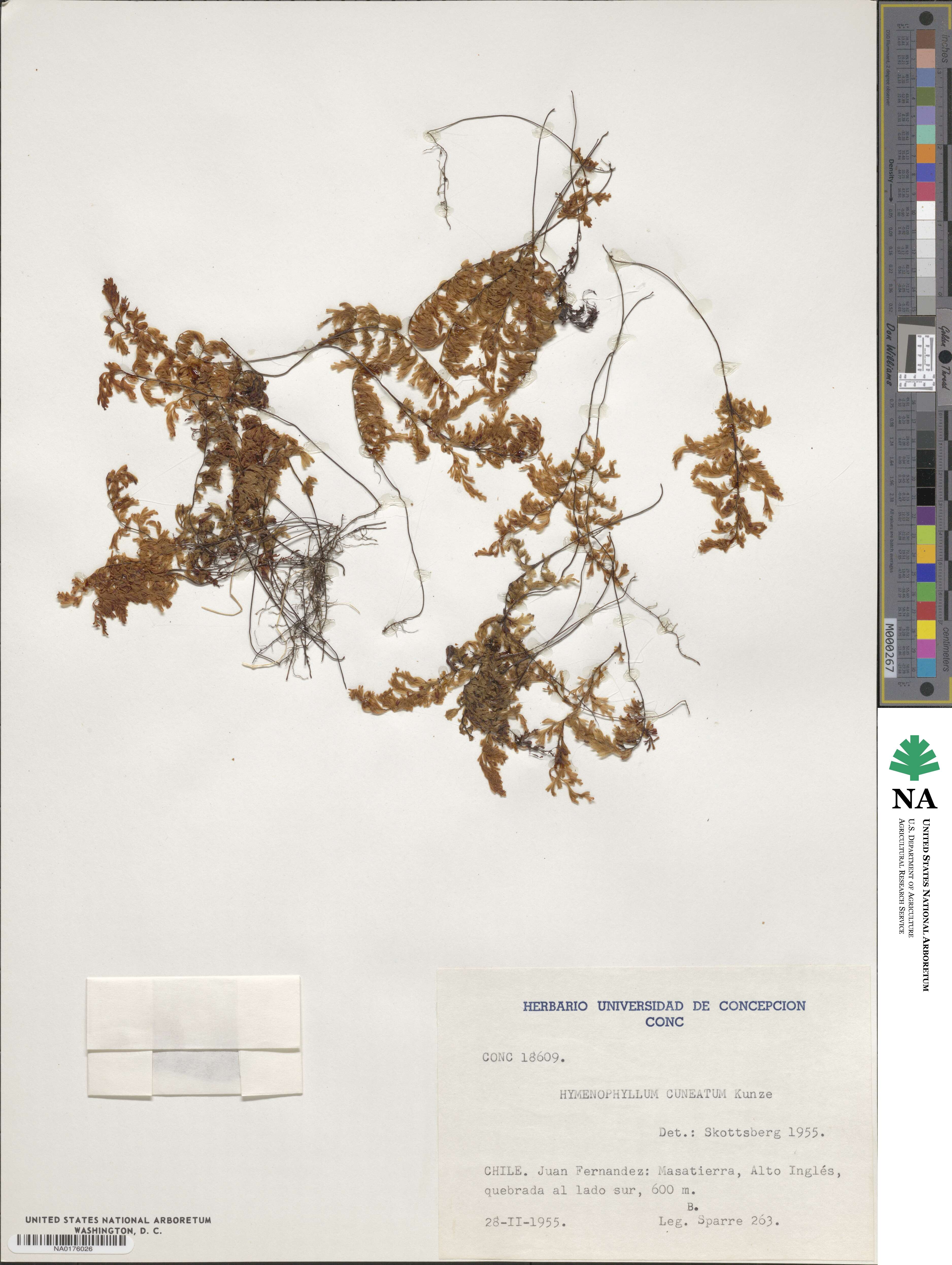 Hymenophyllum cuneatum image