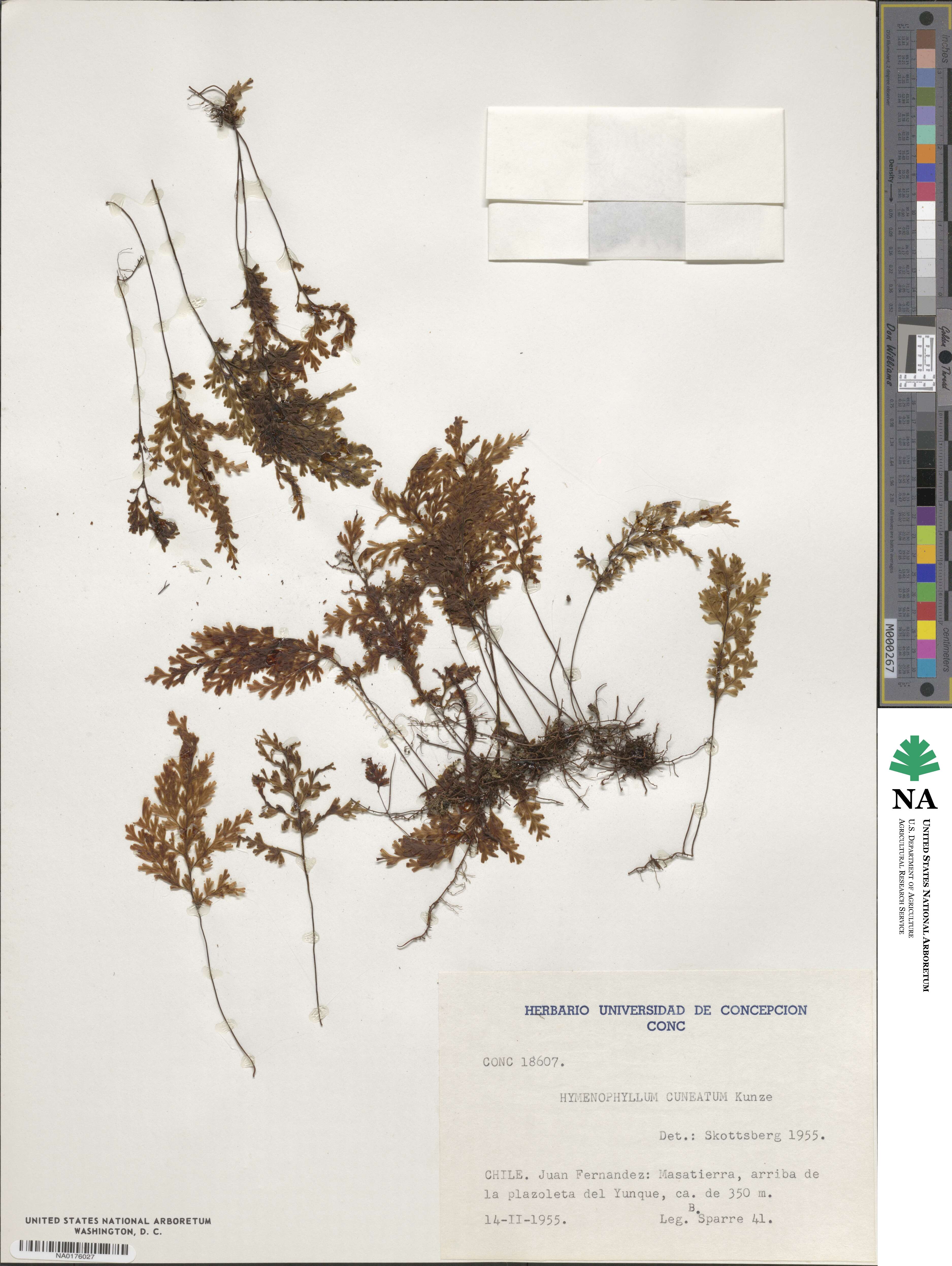 Hymenophyllum cuneatum image