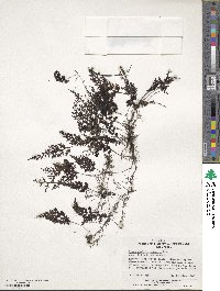 Hymenophyllum cuneatum image