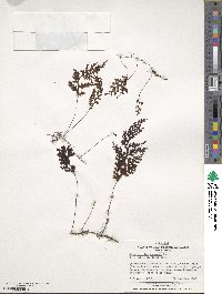 Hymenophyllum cuneatum image