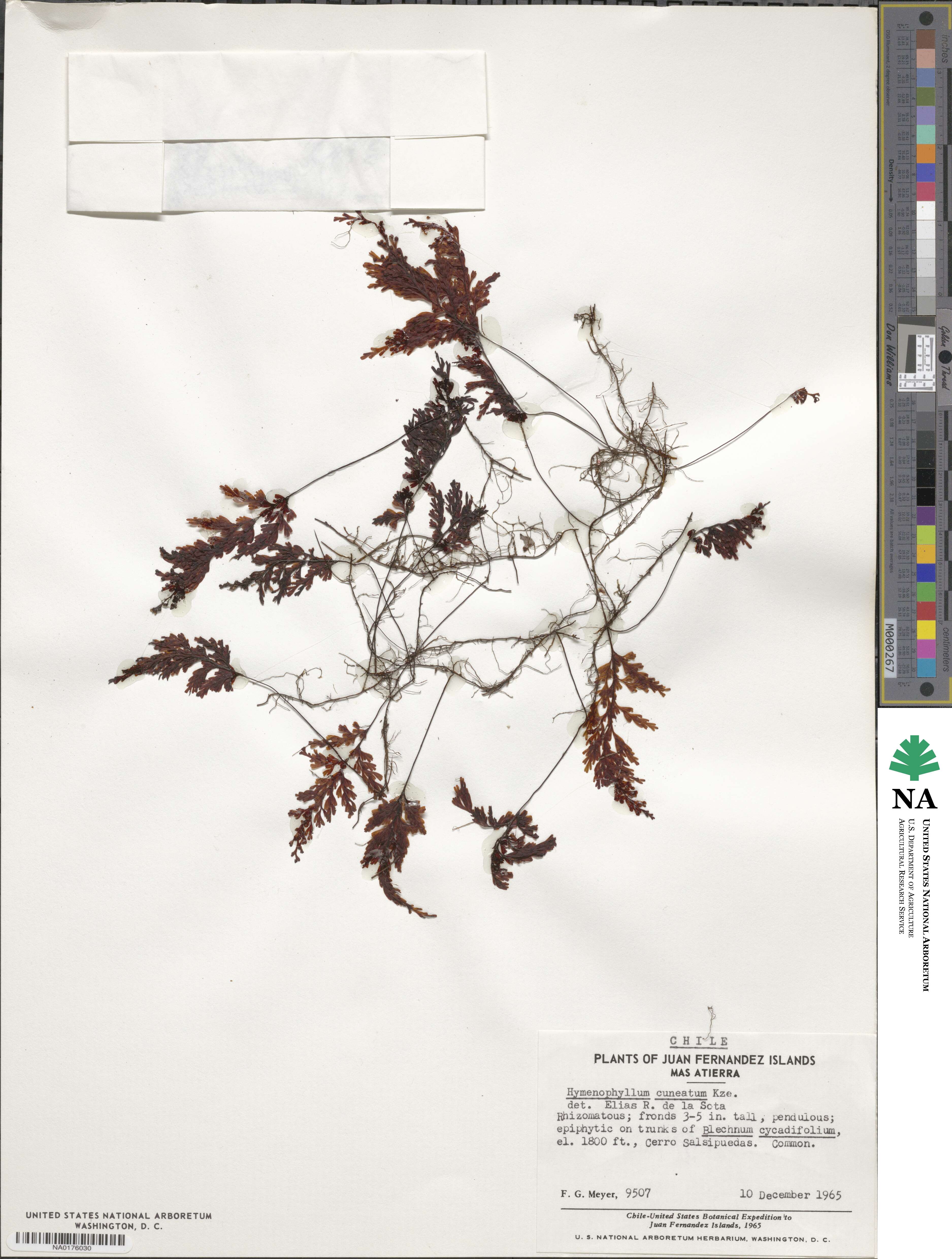 Hymenophyllum cuneatum image