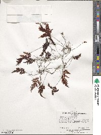 Hymenophyllum cuneatum image