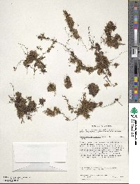 Hymenophyllum darwinii image