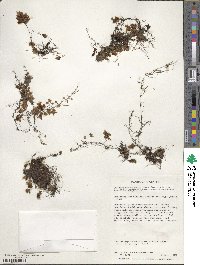 Hymenophyllum darwinii image