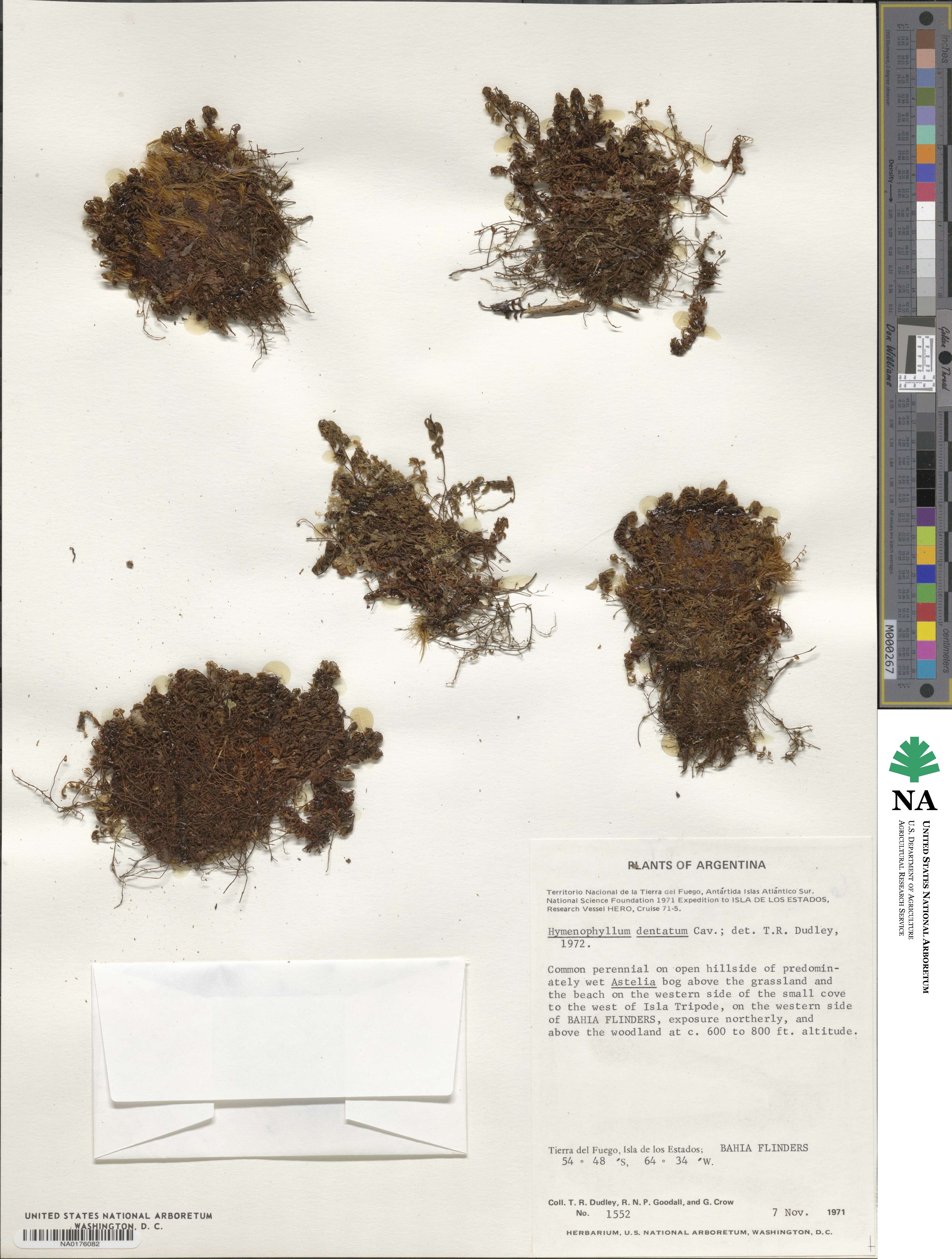 Hymenophyllum dentatum image