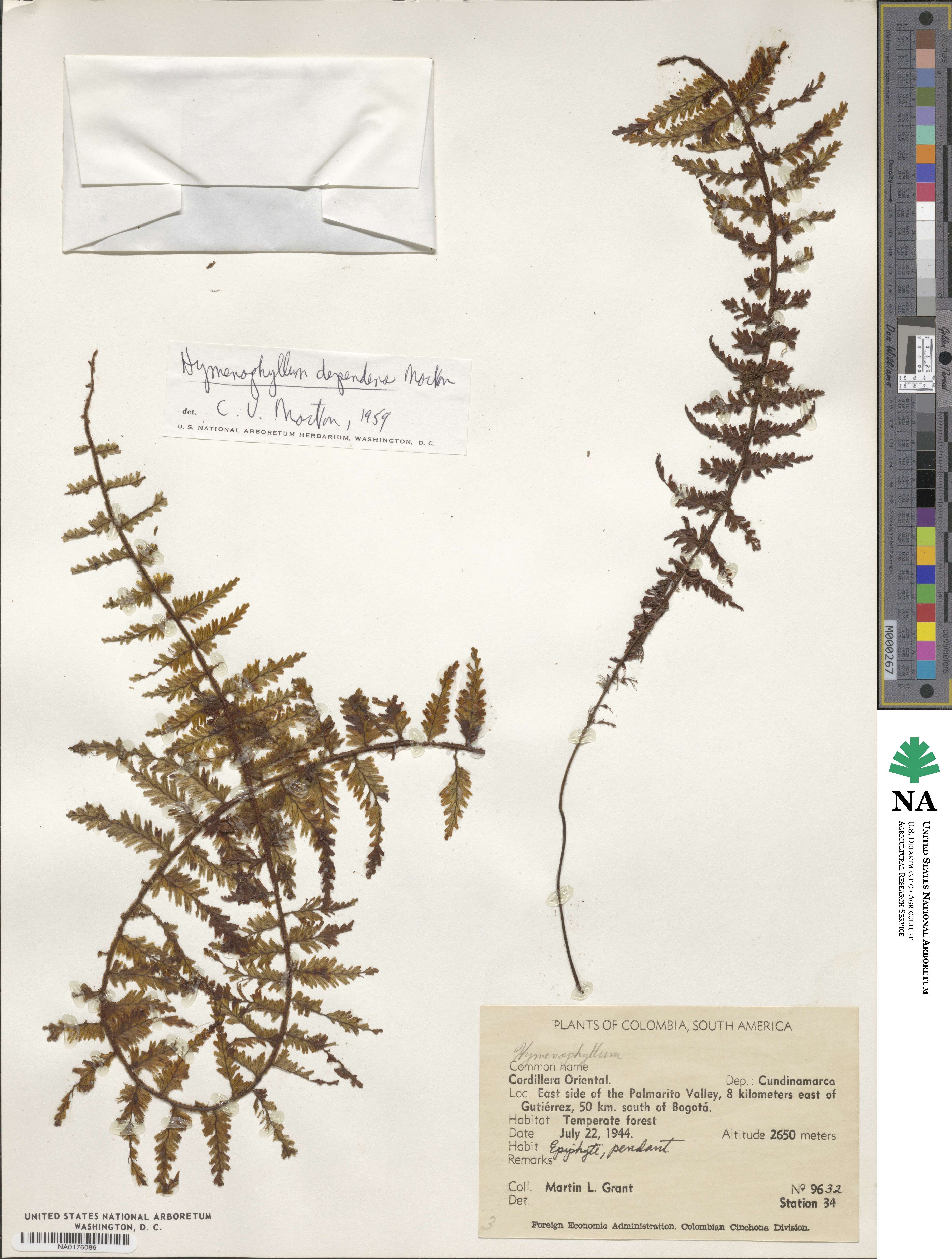 Hymenophyllum dependens image