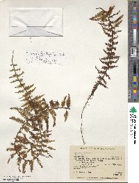 Hymenophyllum dependens image