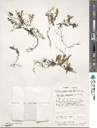 Hymenophyllum falklandicum image