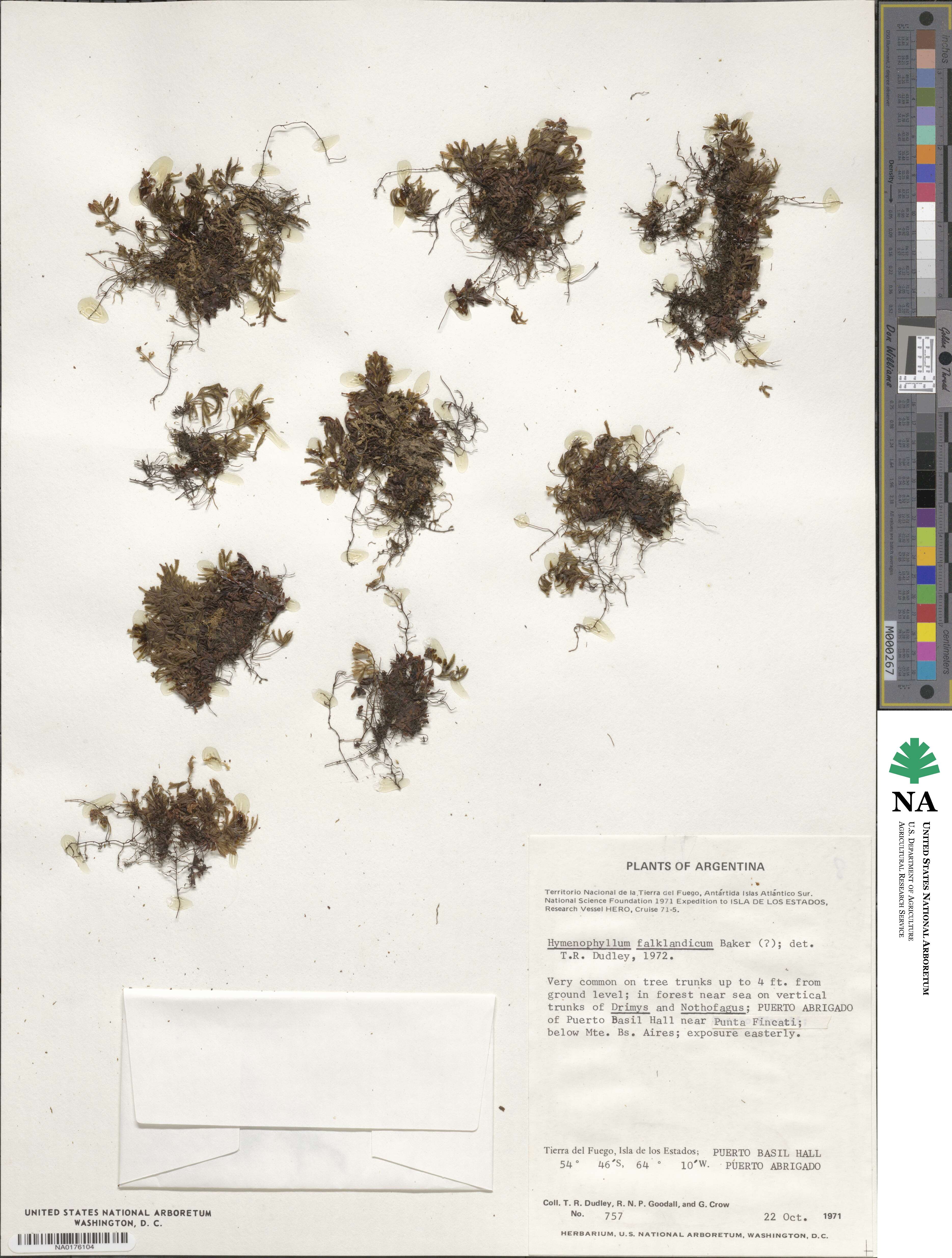 Hymenophyllum falklandicum image