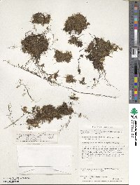 Hymenophyllum falklandicum image