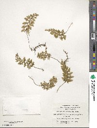 Hymenophyllum ferrugineum image