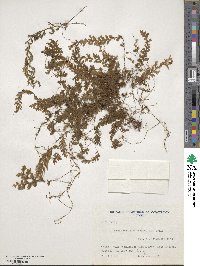 Hymenophyllum ferrugineum image