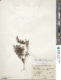 Hymenophyllum fucoides var. pedicellatum image