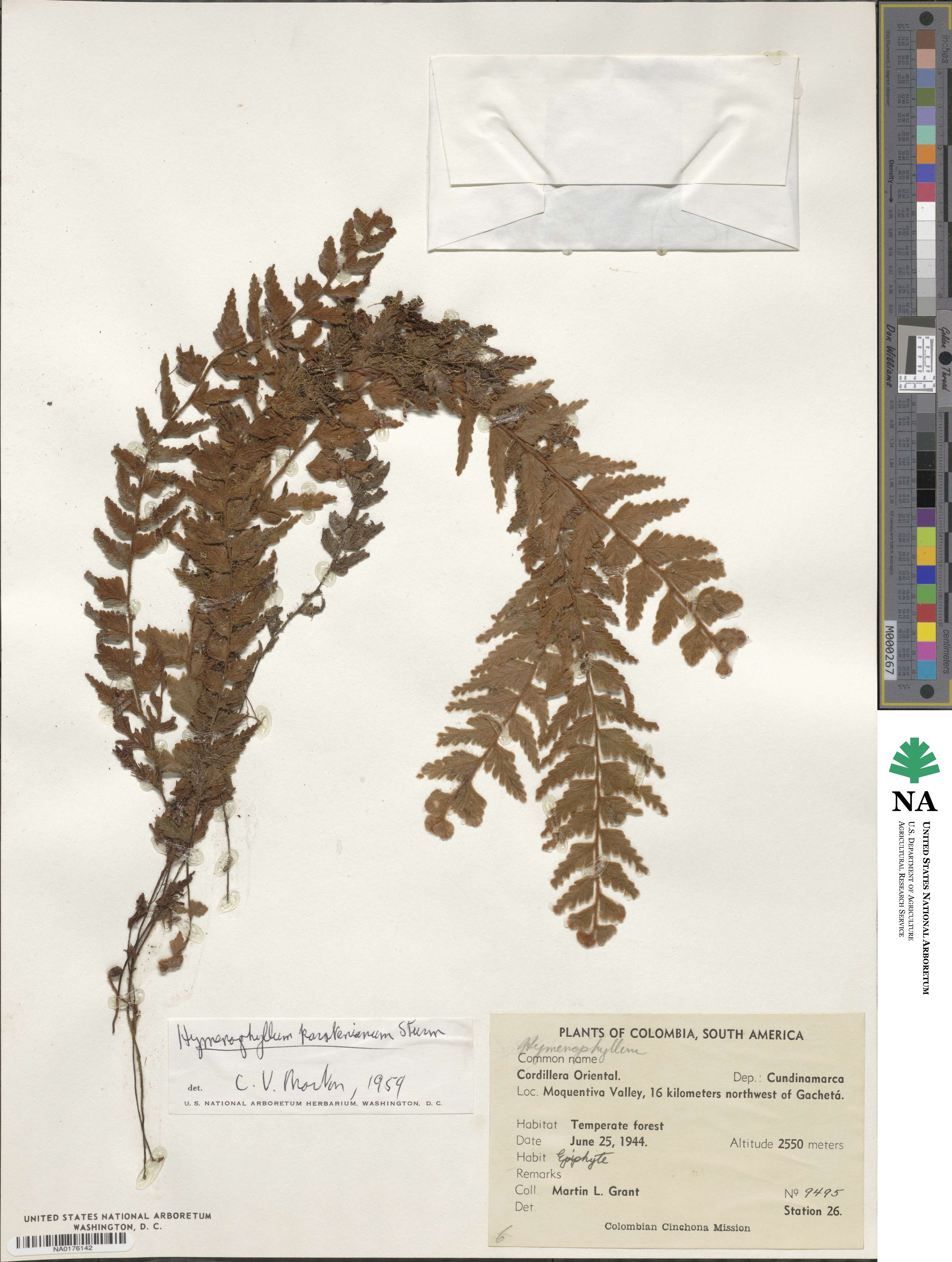 Hymenophyllum karstenianum image