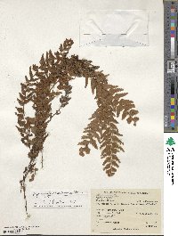 Image of Hymenophyllum karstenianum