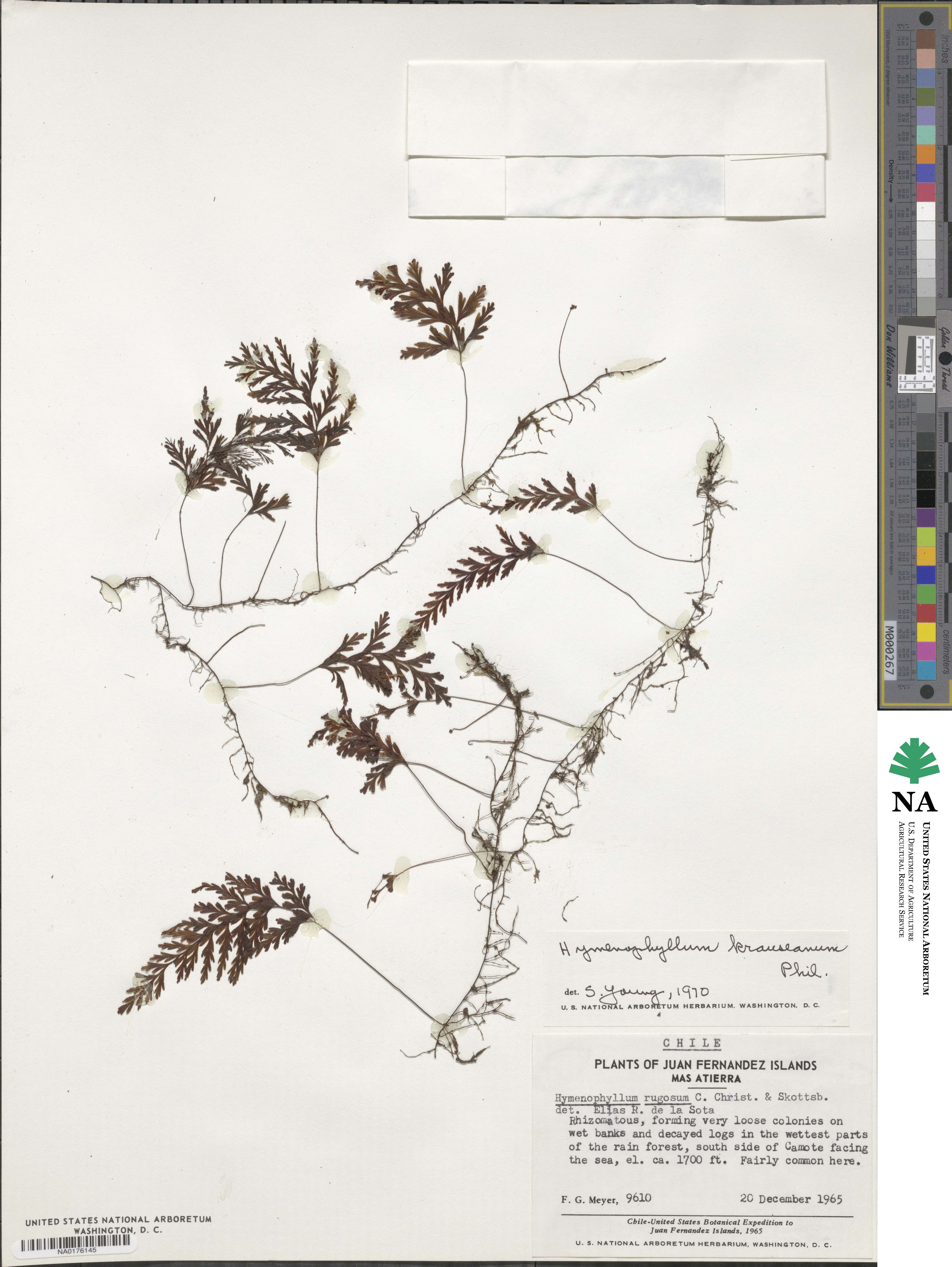 Hymenophyllum krauseanum image