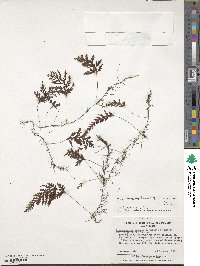 Hymenophyllum krauseanum image