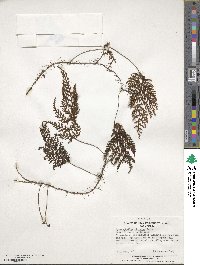 Hymenophyllum plicatum image