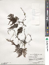 Hymenophyllum plicatum image