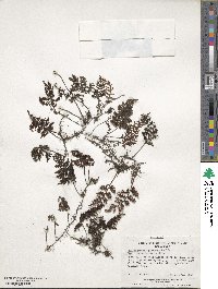 Hymenophyllum plicatum image