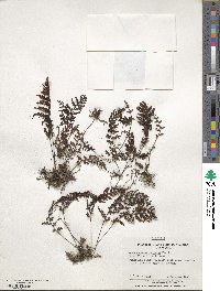 Hymenophyllum plicatum image