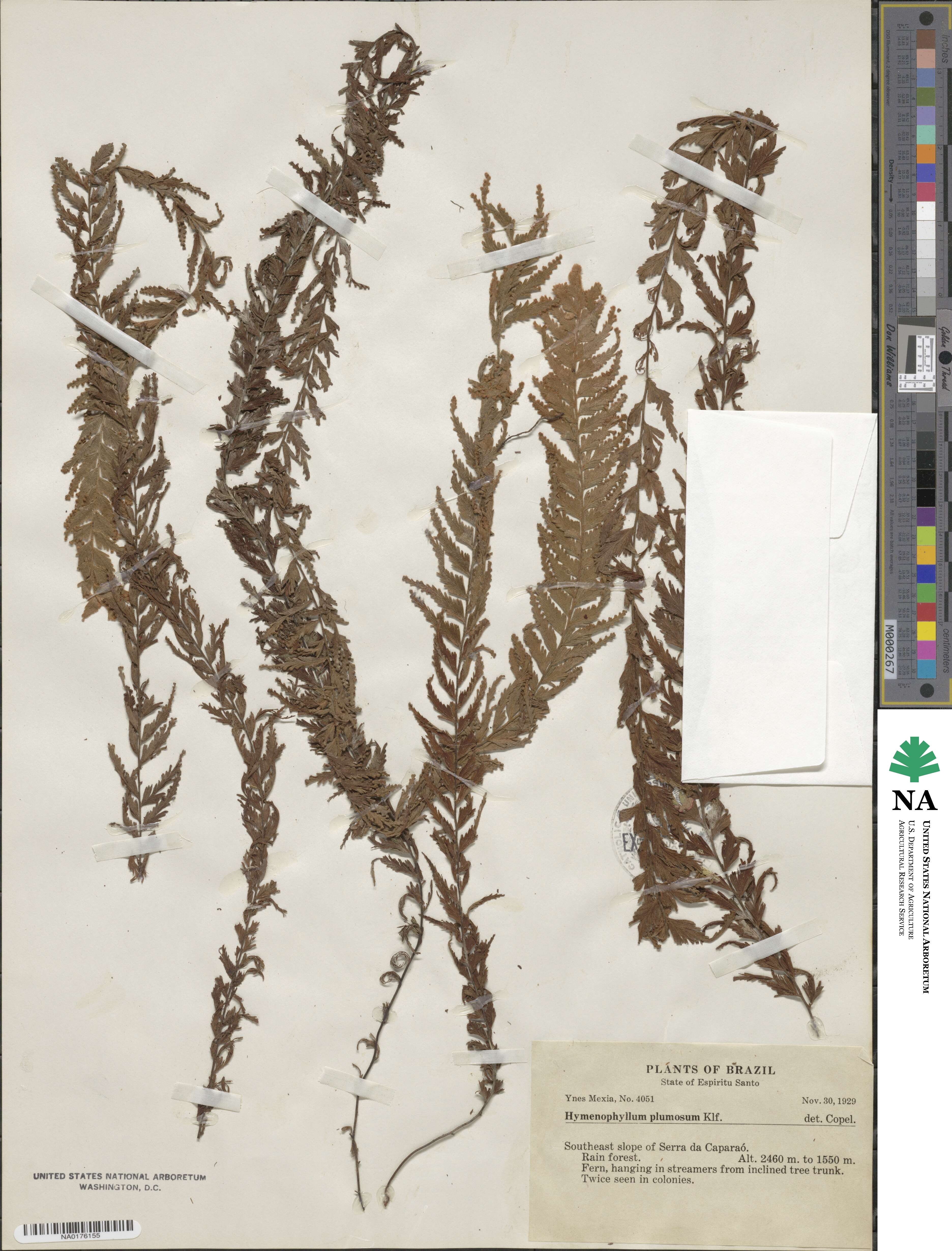 Hymenophyllum plumosum image