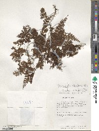 Hymenophyllum polyanthos image