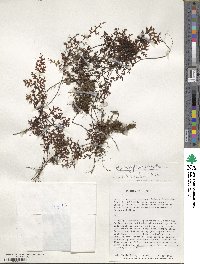 Hymenophyllum polyanthos image