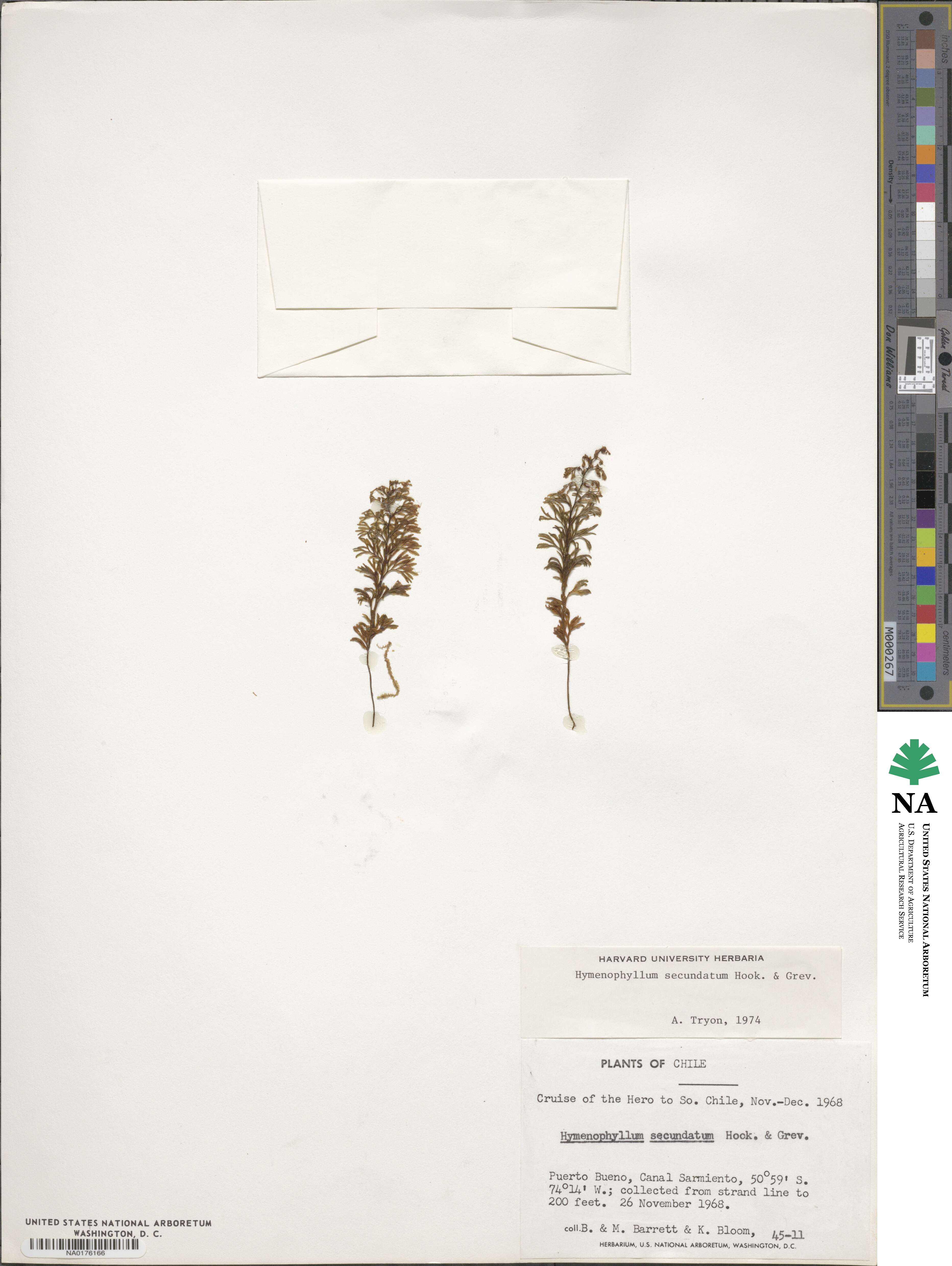 Hymenophyllum image
